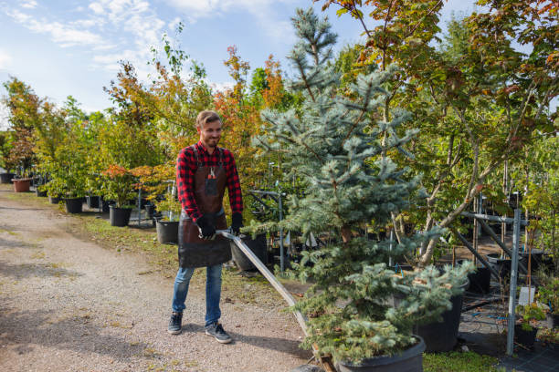 The Steps Involved in Our Tree Care Process in Hurricane, UT